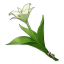 hoa cecilia